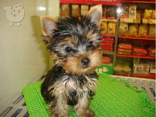 PoulaTo: yorkshire terrier mini pocket